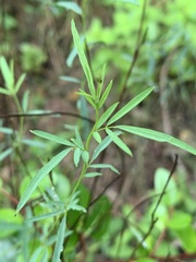 Indigofera masonae