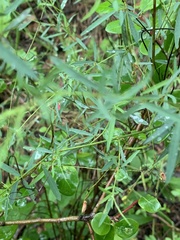 Indigofera masonae
