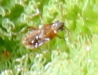 Prostemmatinae
