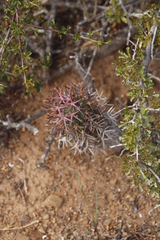 Euphorbia stellispina