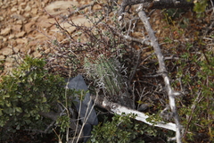 Euphorbia stellispina