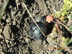 Lethrus apterus