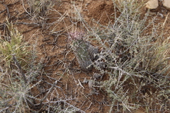 Euphorbia stellispina