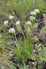 Allium denudatum