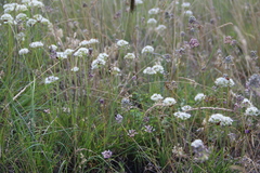 Allium denudatum