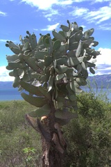 Consolea moniliformis