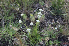 Allium denudatum