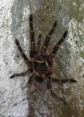 Grammostola pulchripes