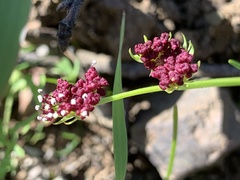 Lomatium marginatum
