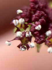 Lomatium marginatum