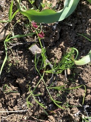 Lomatium marginatum