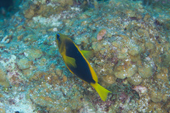 Hypoplectrus guttavarius