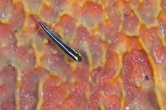 Elacatinus centralis