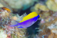 Chromis insolata