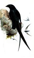 Philippine Spine-Tailed Swift photo 2