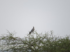 Corythaixoides concolor concolor