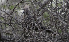 Corythaixoides concolor concolor