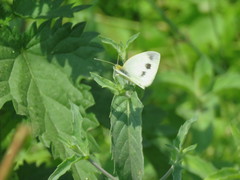 Pieris ergane