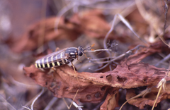 Opomydas townsendi