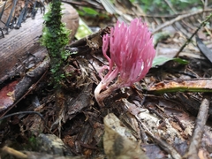 Clavaria schaefferi