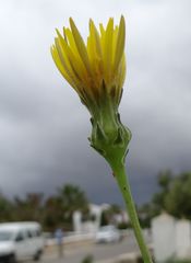 Sonchus maritimus