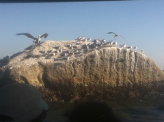 Pelecanus occidentalis