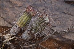 Euphorbia stellispina