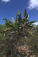 Leptocereus paniculatus