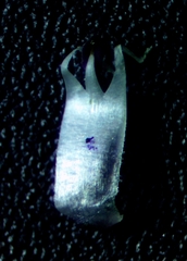 Allium atroviolaceum