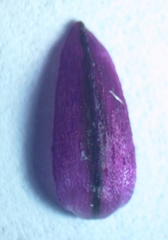 Allium atroviolaceum