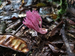 Clavaria schaefferi