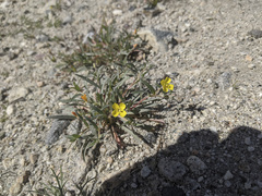 Camissoniopsis pallida