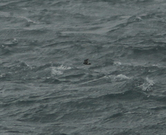 Hydrobates pelagicus