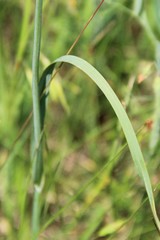 Allium atroviolaceum