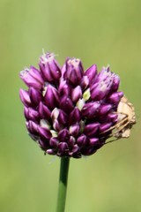 Allium atroviolaceum