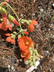 Sphaeralcea munroana
