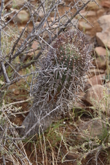 Euphorbia stellispina