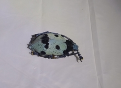 Ericydeus schoenherri