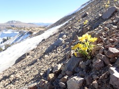 Ranunculus eschscholtzii