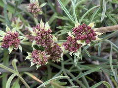 Lomatium hooveri