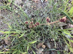 Lomatium hooveri