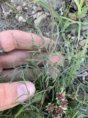 Lomatium hooveri
