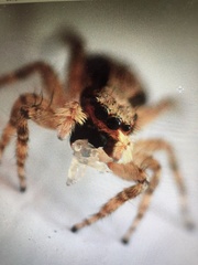 Menemerus bivittatus