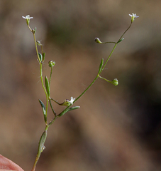 Lathrocasis tenerrima