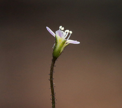 Lathrocasis tenerrima