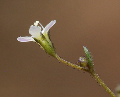 Lathrocasis tenerrima