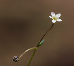 Lathrocasis tenerrima