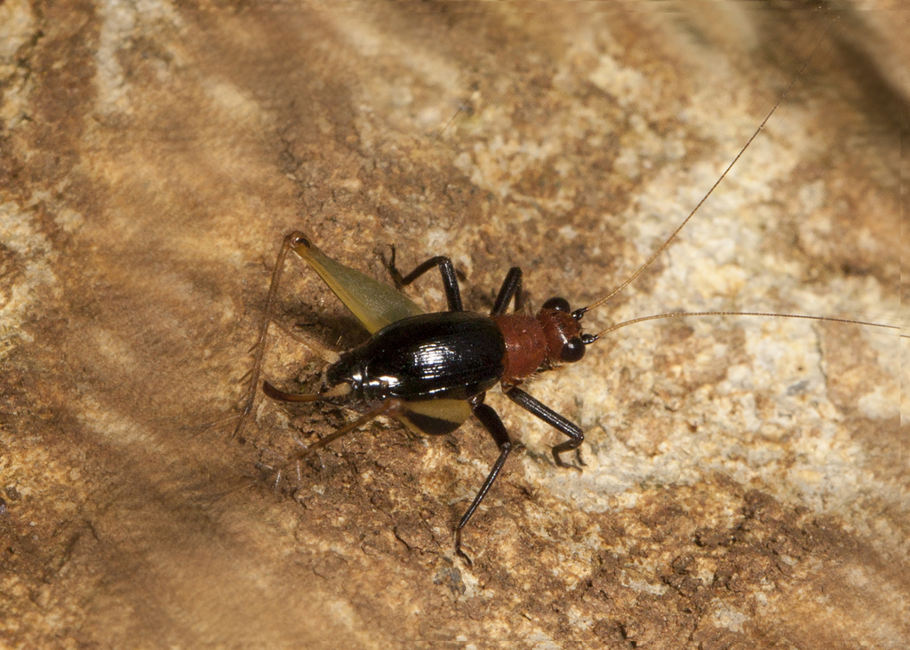 Symphyloxiphus