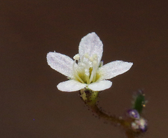 Lathrocasis tenerrima