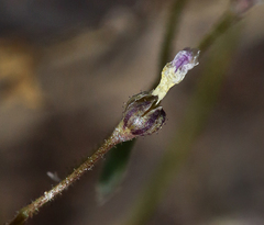 Lathrocasis tenerrima